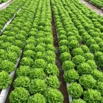 COCO COIR SLAB – COCO COIR GROWBAG (Grow bag)