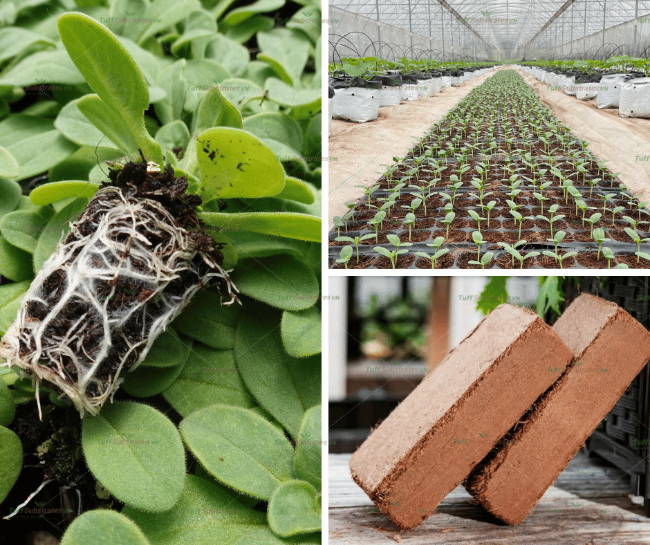 Compressed Coco Peat Block for Seedling Cultivation