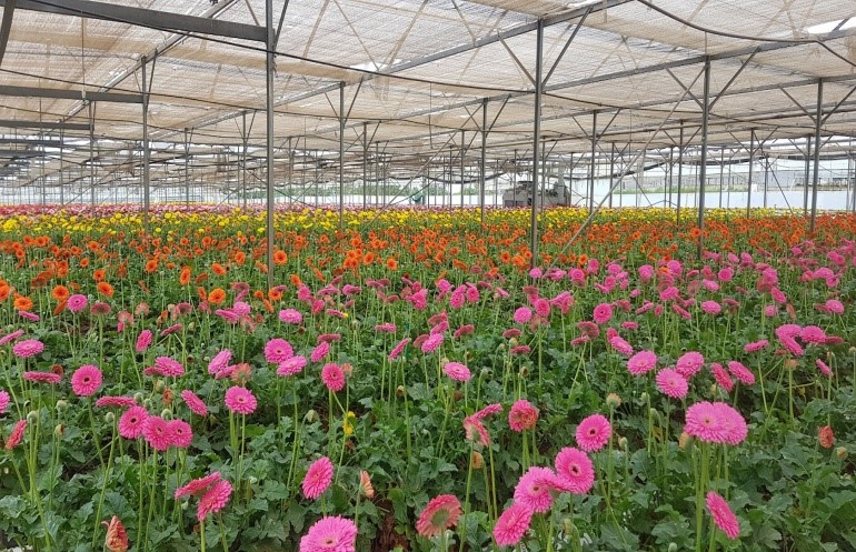 Floriculture greenhouse and cultivation environment