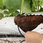 COCO COIR SLAB – COCO COIR GROWBAG (Grow bag)