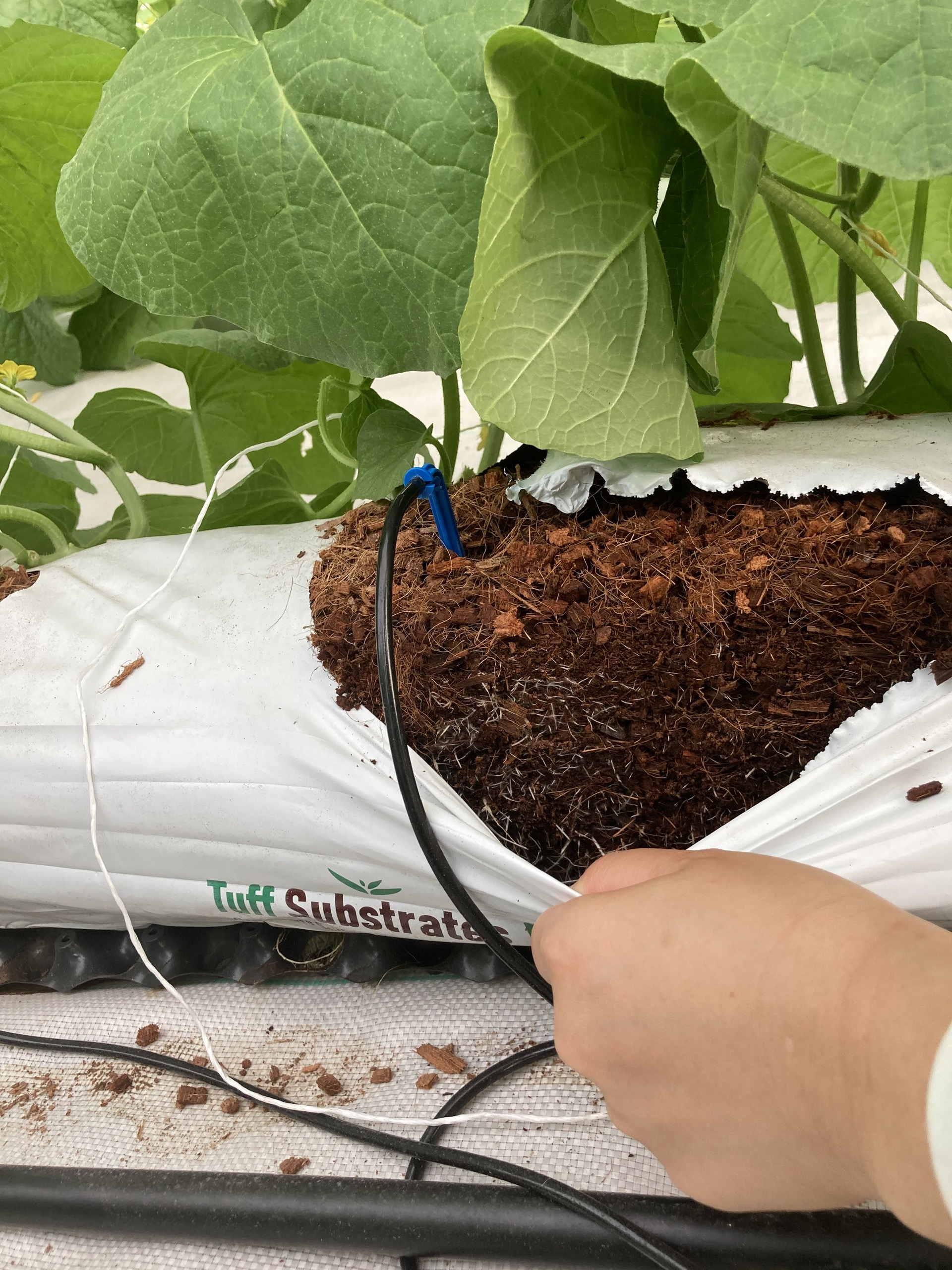 COCO COIR SLAB – COCO COIR GROWBAG (Grow bag) - Image 2