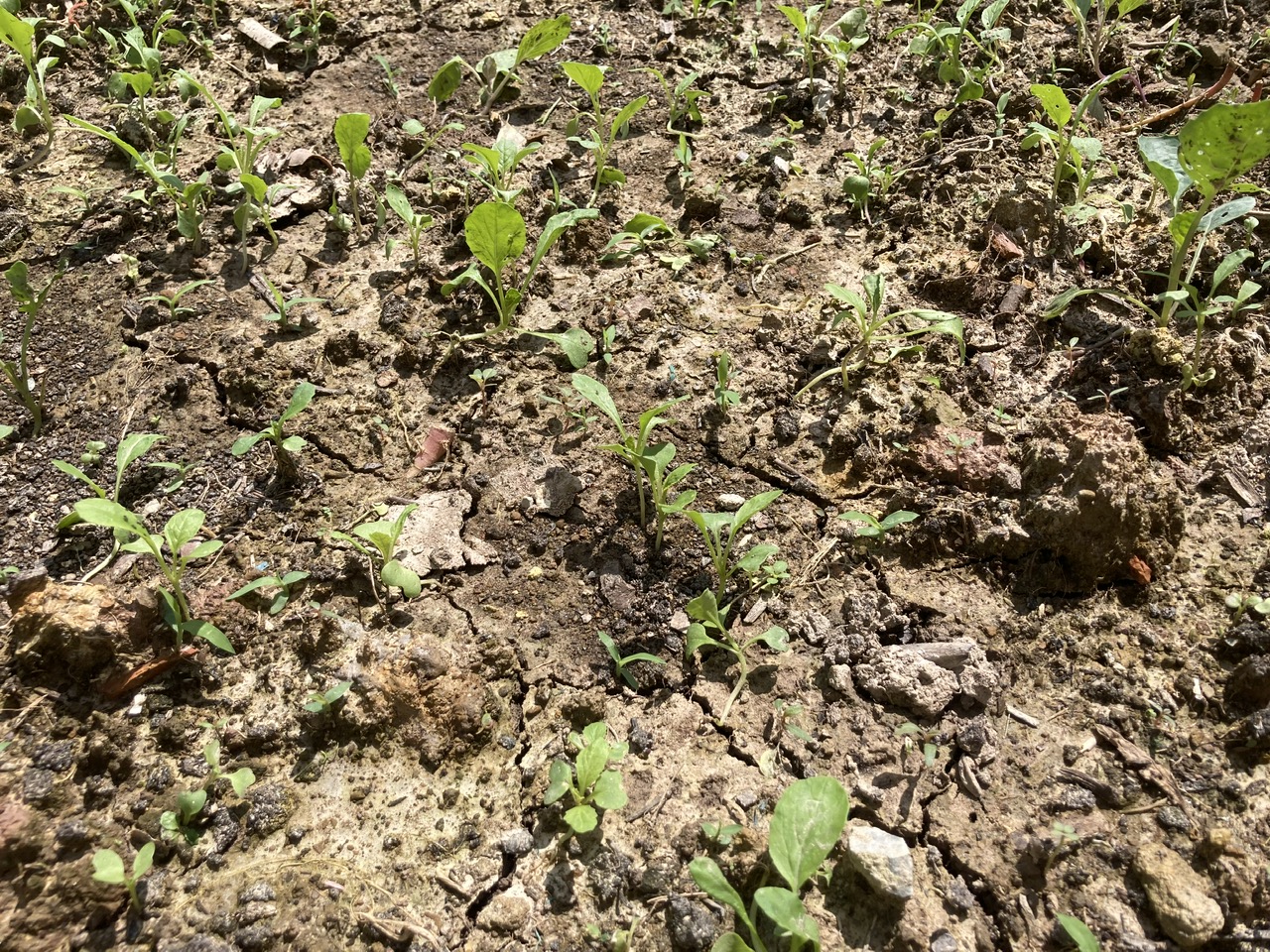 DEMO – Why is the soil compacted after rain?